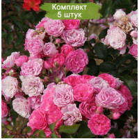 Комплект 5шт  / Роза Пинк Флорилэнд (почвопокровные)